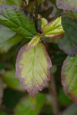 Perzische ijzerhout Parrotia persica 'Persian Spire' struik Parrotia persica 'Persian Spire' struik