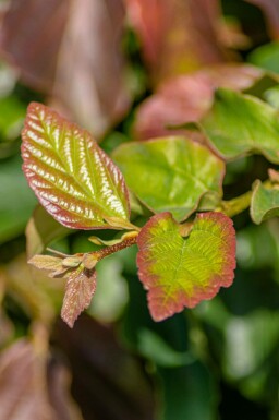 Parrotia Parrotia persica 'Vanessa' struik Parrotia persica 'Vanessa'