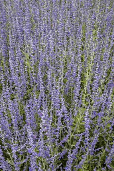 Reuzenlavendel Perovskia atriplicifolia struik Perovskia atriplicifolia struik