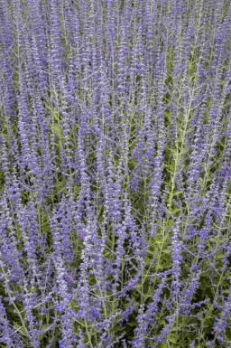 Perovskia atriplicifolia