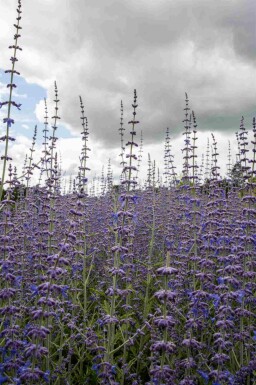 Perovskia atriplicifolia