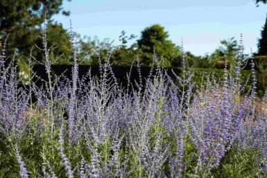 Reuzenlavendel Perovskia atriplicifolia struik Perovskia atriplicifolia struik