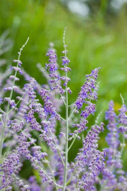 Reuzenlavendel Perovskia atriplicifolia struik Perovskia atriplicifolia struik