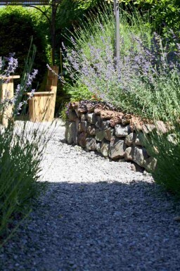 Reuzenlavendel Perovskia atriplicifolia struik Perovskia atriplicifolia struik