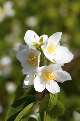 Boerenjasmijn Philadelphus coronarius struik Philadelphus coronarius struik