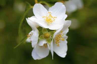Boerenjasmijn Philadelphus coronarius struik Philadelphus coronarius struik