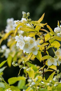 Boerenjasmijn Philadelphus coronarius 'Aureus' struik Philadelphus coronarius 'Aureus' struik