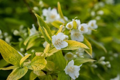 Boerenjasmijn Philadelphus coronarius 'Aureus' struik Philadelphus coronarius 'Aureus' struik
