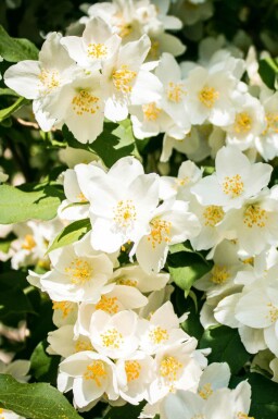 Boerenjasmijn Philadelphus 'Lemoinei' struik Philadelphus 'Lemoinei'