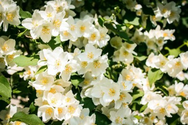 Boerenjasmijn Philadelphus 'Lemoinei' struik Philadelphus 'Lemoinei'