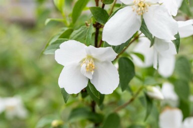 Boerenjasmijn Philadelphus 'Manteau d'Hermine' struik Philadelphus 'Manteau d'Hermine' struik