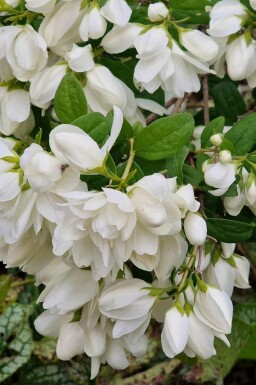 Boerenjasmijn Philadelphus 'Snowbelle' struik Philadelphus 'Snowbelle' struik