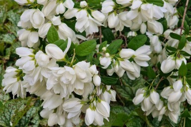 Boerenjasmijn Philadelphus 'Snowbelle' struik Philadelphus 'Snowbelle' struik