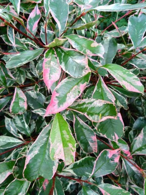 Glansmispel Photinia fraseri 'Pink Marble' struik Photinia fraseri 'Pink Marble' struik