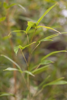 Gele bamboe Phyllostachys aureosulcata 'Spectabilis' struik Phyllostachys aureosulcata 'Spectabilis' struik