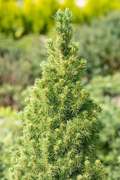 Dwergspar Picea glauca 'Conica' struik Picea glauca 'Conica' struik