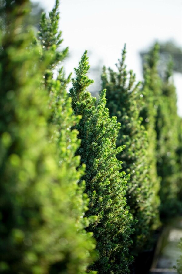 Dwergspar Picea glauca 'Conica' struik Picea glauca 'Conica' struik