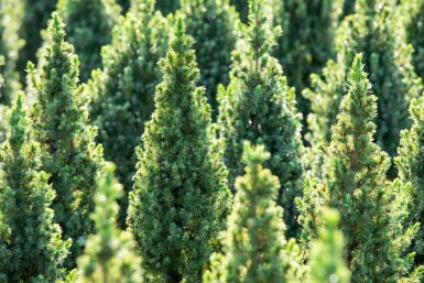 Picea glauca 'Conica'