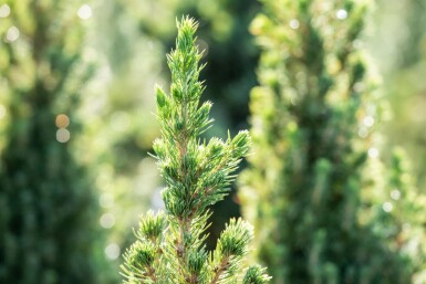 Picea glauca 'Conica'