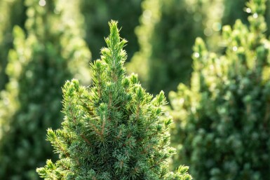 Picea glauca 'Conica'