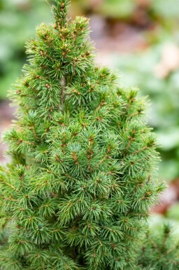 Dwergspar Picea glauca 'Conica' struik Picea glauca 'Conica' struik