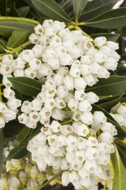 Pieris japonica 'Debutante'