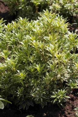 Rotsheide Pieris japonica 'Variegata' struik Pieris japonica 'Variegata'