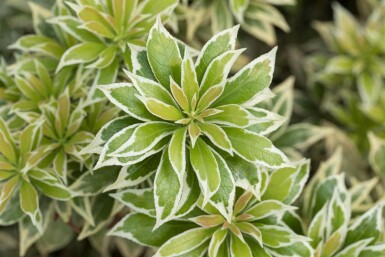 Rotsheide Pieris japonica 'Variegata' struik Pieris japonica 'Variegata'