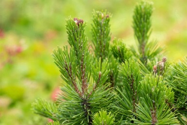 Bergden Pinus mugo 'Mops' struik Pinus mugo 'Mops' struik