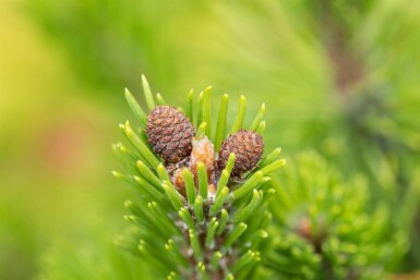 Pinus mugo 'Mops'
