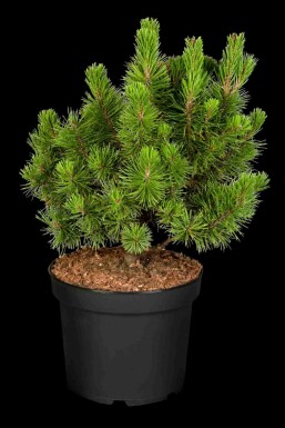 Pinus mugo 'Mops'