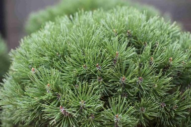 Pinus mugo 'Mops'