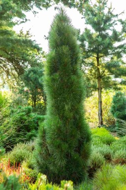 Zwarte den Pinus nigra 'Green Tower' struik Pinus nigra 'Green Tower'