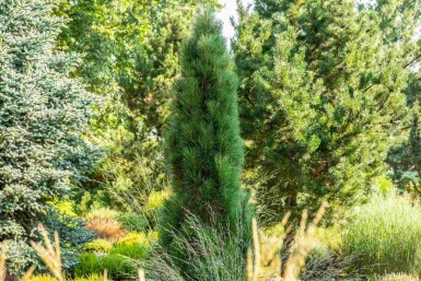 Zwarte den Pinus nigra 'Green Tower' struik Pinus nigra 'Green Tower'