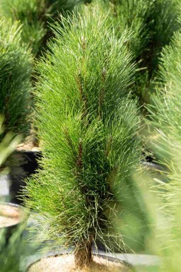 Pinus nigra 'Green Tower'