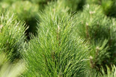 Pinus nigra 'Green Tower'