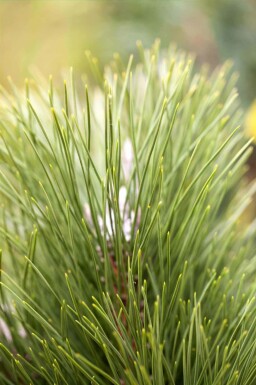 Pinus nigra 'Green Tower'