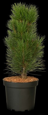 Pinus nigra 'Green Tower'