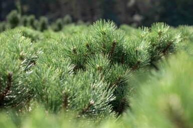 Zwarte den Pinus nigra 'Nana' struik Pinus nigra 'Nana' struik