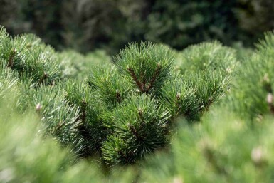 Pinus nigra 'Nana'