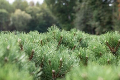 Pinus nigra 'Nana'