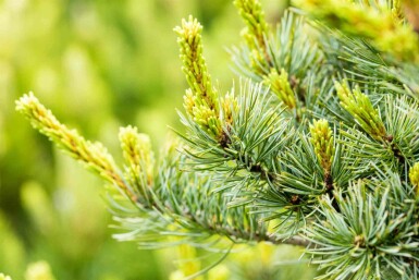 Pinus parviflora 'Negishi'