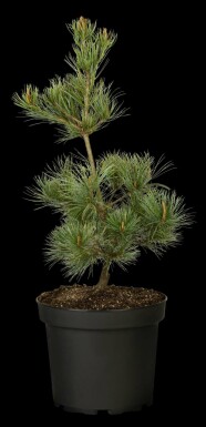 Pinus parviflora 'Negishi'