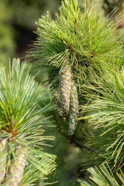 Witte den Pinus peuce struik Pinus peuce struik