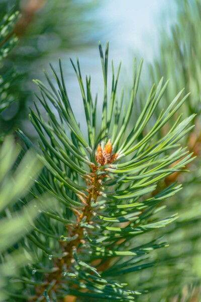 Pinus sylvestris