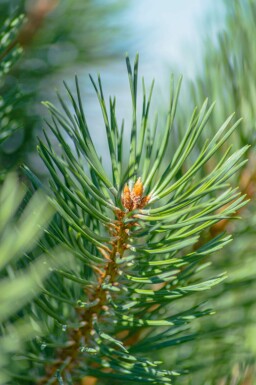 Pijnboom Pinus sylvestris struik Pinus sylvestris