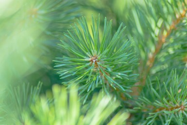 Pijnboom Pinus sylvestris struik Pinus sylvestris