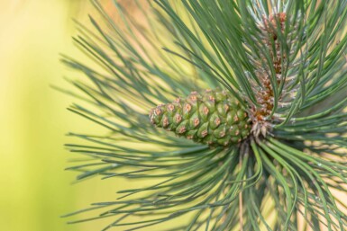 Pinus sylvestris