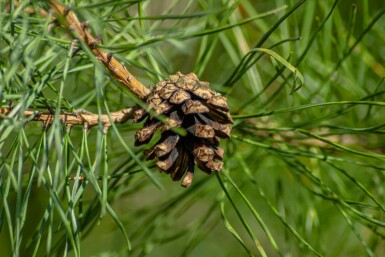 Pinus sylvestris