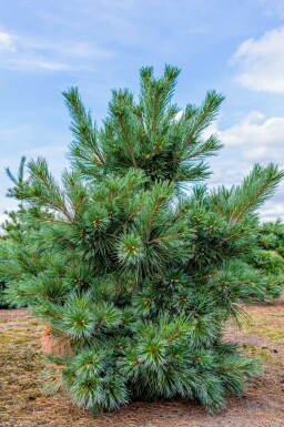 Grove den Pinus sylvestris 'Watereri' struik Pinus sylvestris 'Watereri' struik